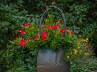 Art in the Albers Marcovina Vista Garden