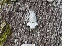 Sam the bigleaf maple