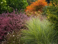 Autumn in Albers Vista Gardens