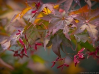 Autumn in Albers Vista Gardens