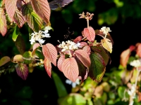 Doublefile viburnum