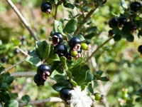 Fruit of chilean myrtle