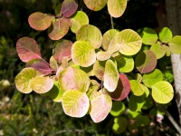 Golden spirit smokebush