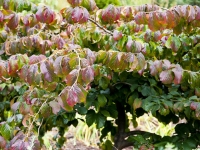 Parrotia persica