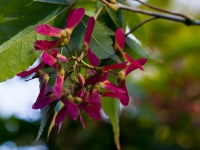 Samaras of japanese maple