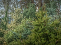 There are at least ten different conifer cultivars in this image