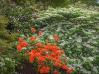 Spring in Albers Vista Gardens