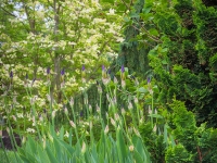 Spring in Albers Vista Gardens