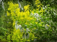 Spring in Albers Vista Gardens