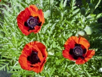 Brilliant oriental poppy