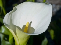 Calla lily