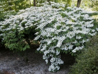 Doublefile viburnum
