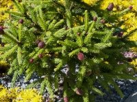 Dwarf norway spruce