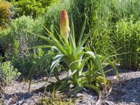 Giant torch lily