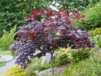 Oshio beni japanese maple