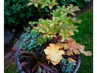 Spring in Albers Vista Gardens