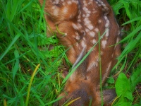 Spring in Albers Vista Gardens