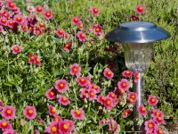 Sun rose henfield brilliant