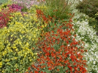 Tapestry of sun roses