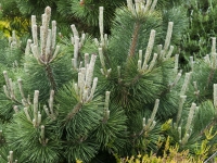 Thunderhead black pine