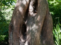 Trunk of dawn redwood