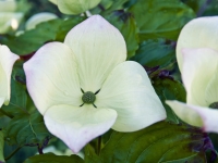 Venus dogwood
