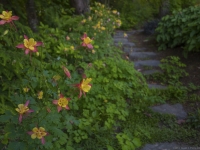 Summer in Albers Vista Gardens