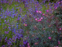 Summer in Albers Vista Gardens