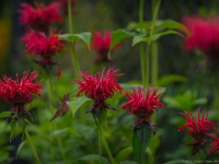 Summer in Albers Vista Gardens