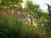 Summer in Albers Vista Gardens