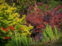 Summer in Albers Vista Gardens