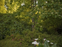 Summer in Albers Vista Gardens