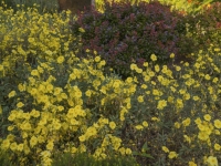 Summer in Albers Vista Gardens