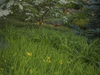 Summer in Albers Vista Gardens