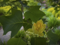 Summer in Albers Vista Gardens