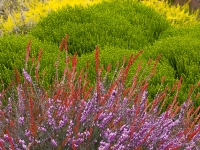 Winter in Albers Vista Gardens