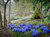 Winter in Albers Vista Gardens