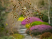 Winter in Albers Vista Gardens