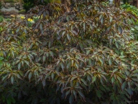 Winter in Albers Vista Gardens