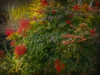 Winter in Albers Vista Gardens