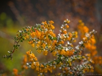 Winter in Albers Vista Gardens