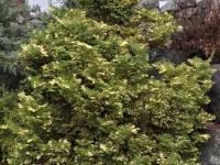 Chamaecyparis obtusa or saffron spray