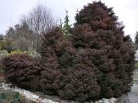 Cryptomeria japonica elegans