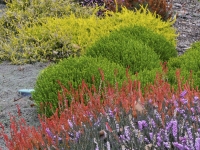 Erica cultivars and hebe mckean