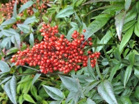Nandina domestica (detail)