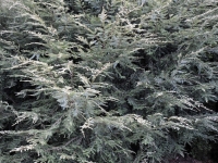Tsuga canadensis or gentsch white
