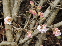 Viburnum bodnantense or charles lamont