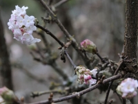 Viburnum bodnantense or charles lamont