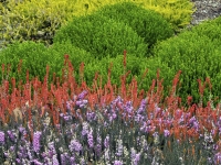 View over erica cultivars and hebe mckean