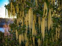 Winter in Albers Vista Gardens